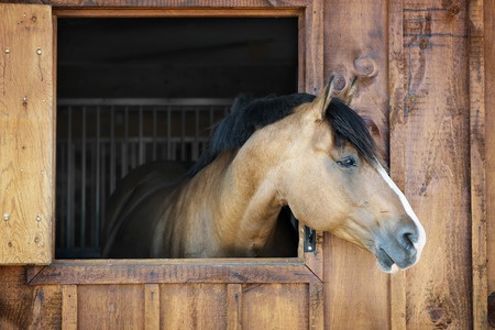 Managing A Horse On Stall Rest