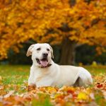 Dog in the fall