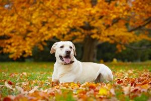 Dog in the fall