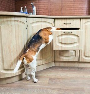 Dog In Kitchen