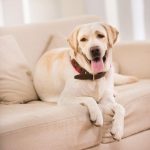 Dog On Couch