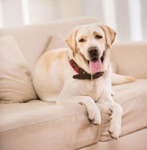 Dog On Couch