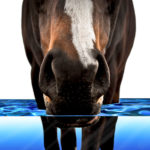 Horse Drinking Water