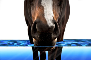 Horse Drinking Water