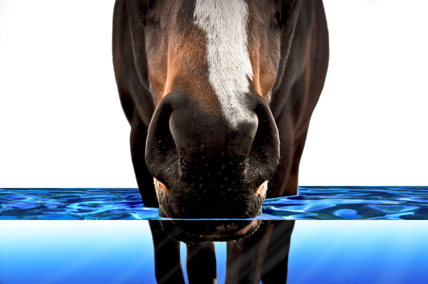 5-Gallon Bucket Holder, Horse Waterer